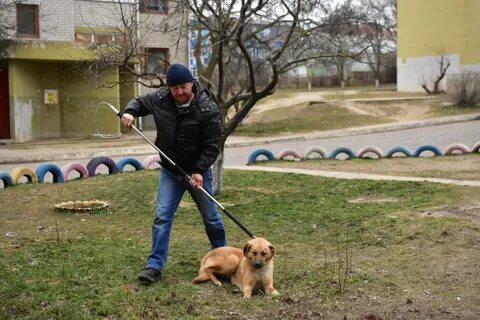 Служба по отлову собак