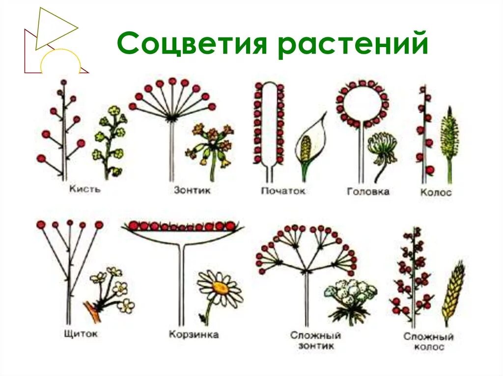 Соцветия и цветы плодов