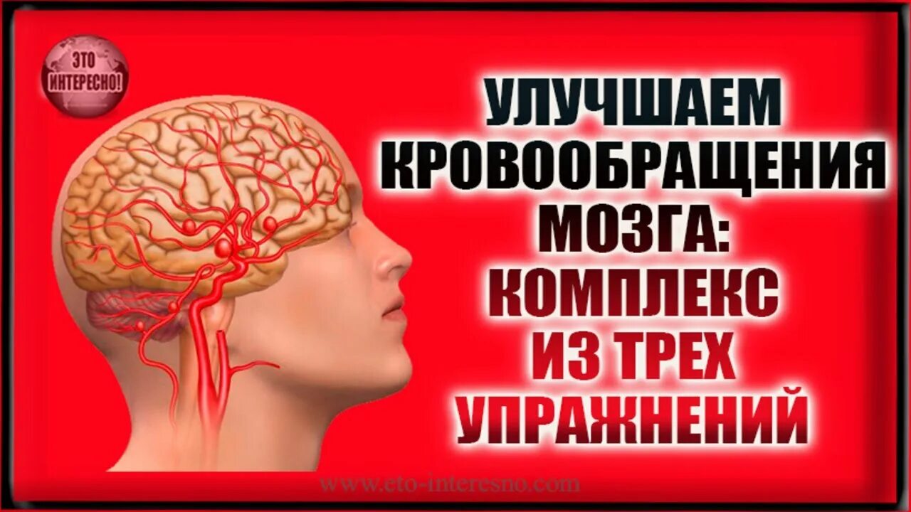 Улучшение кровообращения головного при шейном. Упражнения для сосудов головы. Упражнения для сосудов головного мозга. Улучшаем кровообращение мозга. Гимнастика для улучшения кровоснабжения мозга.