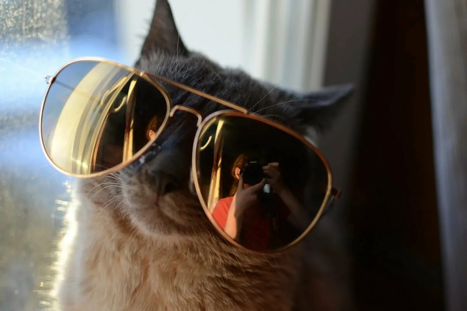Смешные картинки очков. Кот в очках. Крутой кот. Крутой кот в очках. Кот в круглых очках.