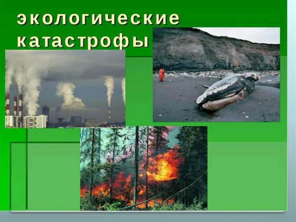 Недавние экологические катастрофы в россии окружающий мир