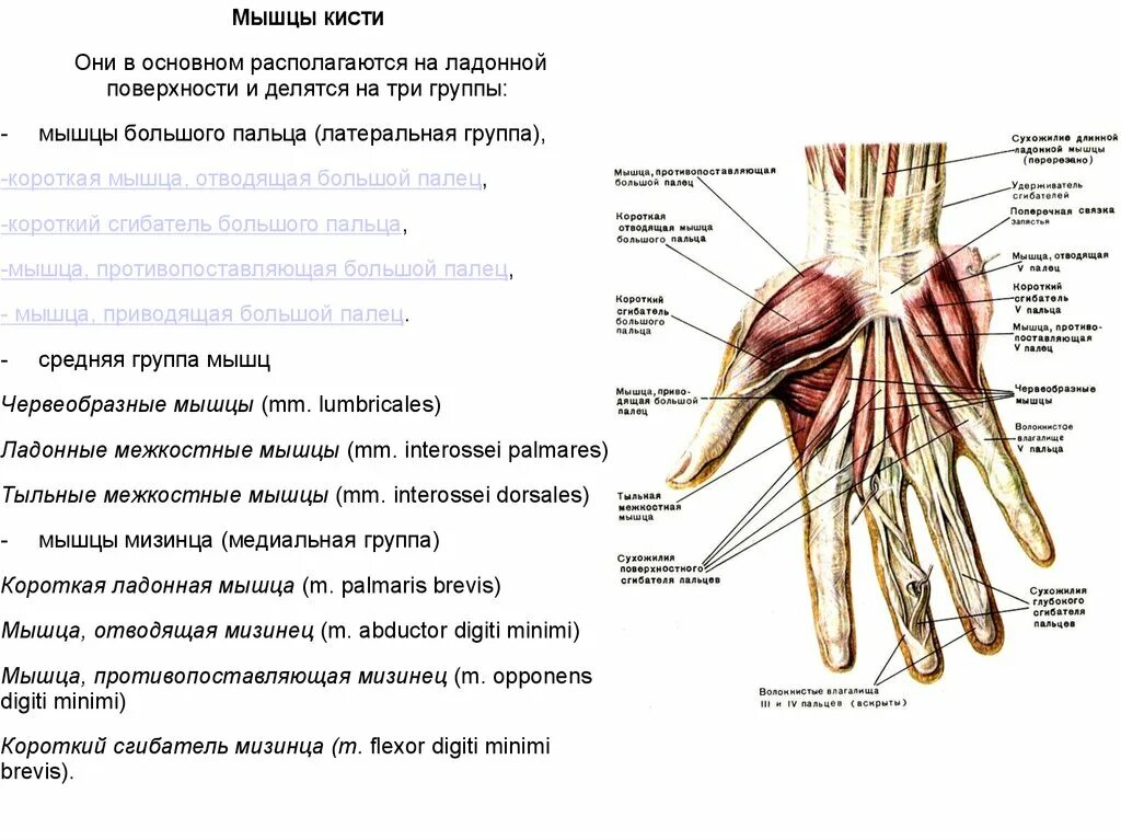 Мышцы кисти ладонная поверхность. Латеральные мышцы кисти. Мышцы кисти латеральная группа. Тыльные межкостные мышцы кисти. Поверхность запястья