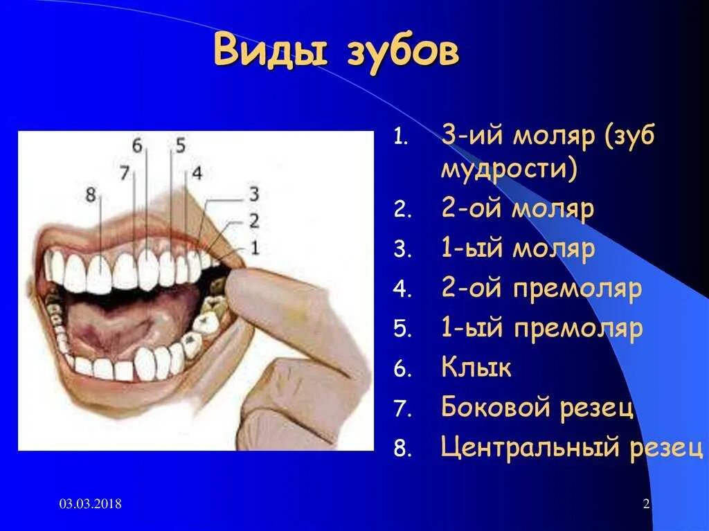 Виды зубов. Зубы человека. Типы зубов человека. Виды строения зубов. Какую функцию выполняет зуб человека