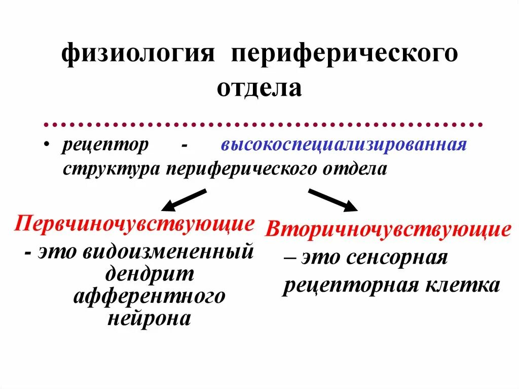 Структура периферического отдела. Физиология сенсорных систем кратко. сенсорная физиология. периферический отдел структура. общая физиология.