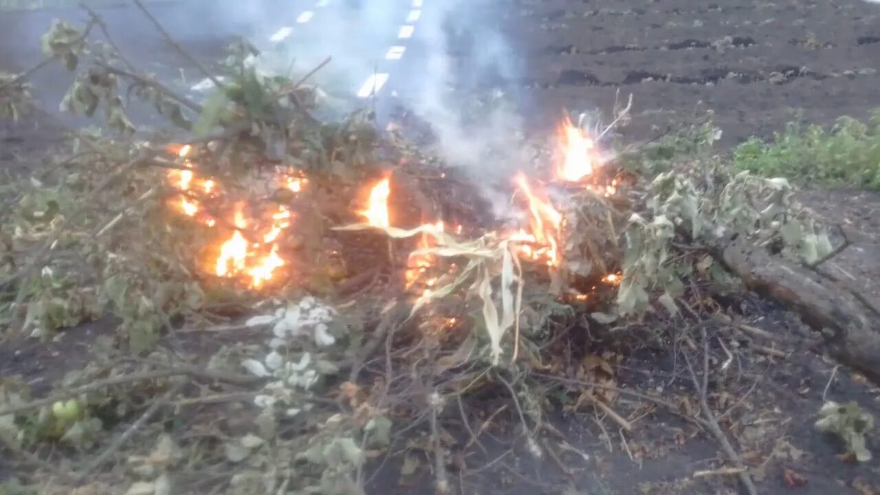 Сжигание веток. Сжигание веток на участке. Костер сжигание ветка. На огороде Выжженная земля. Сожгли кукурузу.