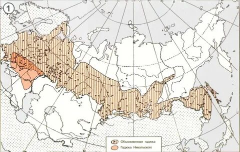 Большая ареал