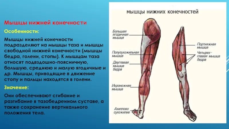 Функции нижних конечностей. Функции мышц нижних конечностей. Мышцы тазового пояса и ноги функции. Мышцы свободной нижней конечности мышцы голени. Мышцы нижней конечности анатомия строение.