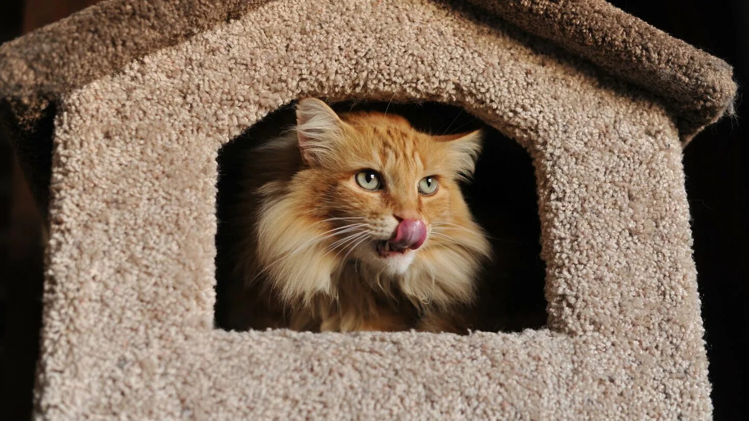 Как называется дом кота. Домик для кота. коты в домике. дом для котика. рыжий кот в домике.