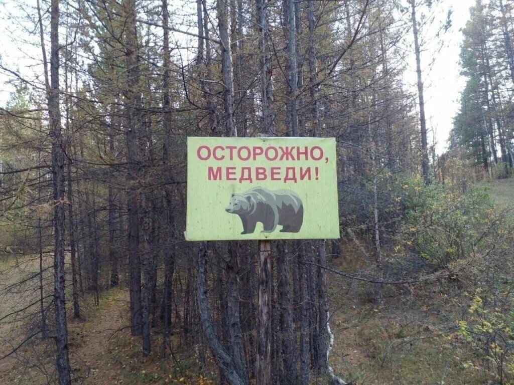 Жители леса. Осторожно медвежонок осторожно. Осторожно медвежонок осторожно. Осторожно медведи объявление. Медвежонок осторожно.