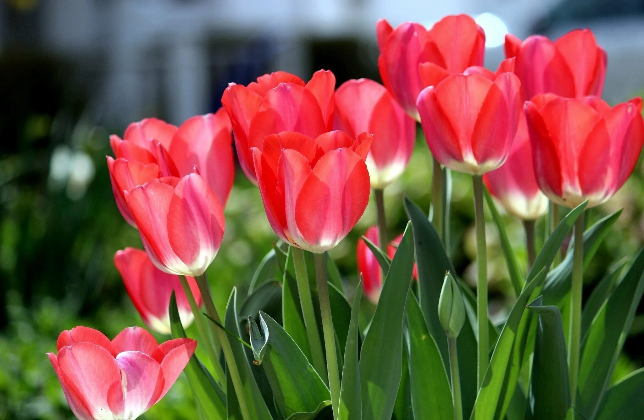 Покажи цветы тюльпаны. Paradero тюльпан. Тюльпан Кассия. Тюльпан Иннуэндо. Тюльпан Sandor.