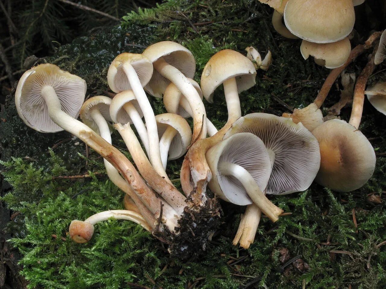 Опята трубчатые. Опенок серопластинчатый Hypholoma capnoides. Ложноопенок серопластинчатый (Hypholoma capnoides). Ладный ОПЕРОК серопласти. Ложноопёнок серно-жёлтый гриб.