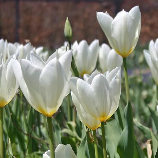 Купить тюльпан пуриссима (tulipa purissima), 5 шт (разбор 11/12) по цене 350 руб