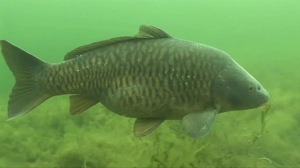 Карп месяце. Сазан (cyprinus carpio). сазан морской каспийский. карп (cyprinus carpio). амурский сазан.
