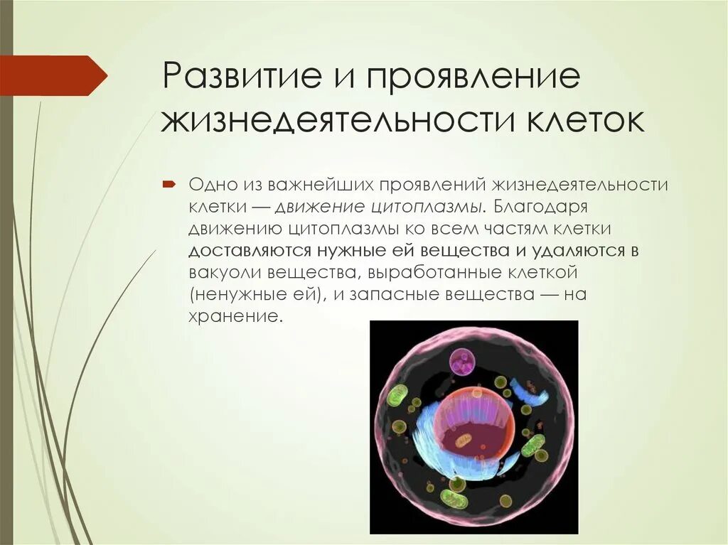 Жизнедеятельность клетки. Основные проявления жизнедеятельности клеток. Важнейшие процессы жизнедеятельности клетки. Старение и гибель клеток. Сообщение. Какое значение ядра в жизнедеятельности клетки