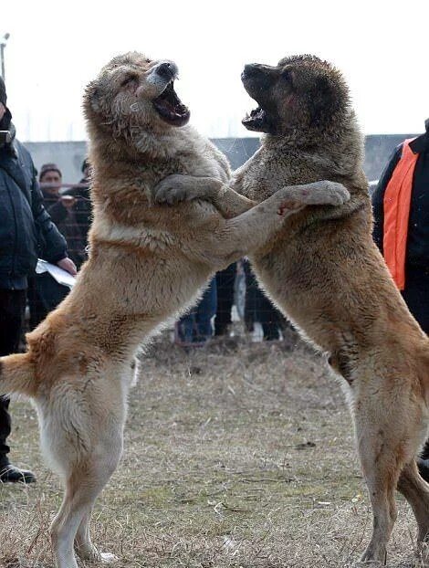 собачьи бои кавказских алабай. собачьи бои алабая афганистан. кангал и кавказская овчарка. алабай против кавказской овчарки бой. турецкий кангал против алабая.