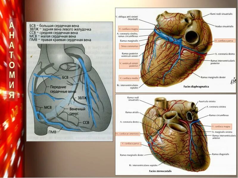 Cordis латынь. Nodus sinuatrialis. Большая сердечная Вена.