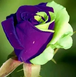 Saint avangeline your rarest of flowers