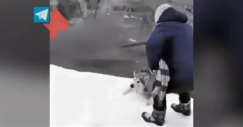 Собака спасла женщину