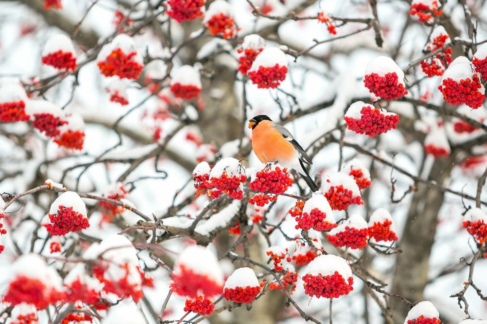 Снегири на рябине зимой. Рабочий стол снегири. Рабочий стол снегири. Красногрудый снегирь. Булфинч снегирь.