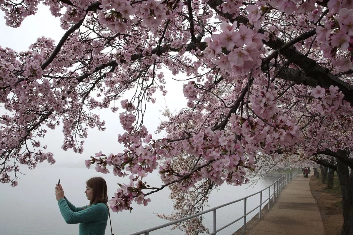 Великая сакура. Цветение Сакуры в Вашингтоне. Сад Сакуры. Аллея Сакуры. Аллеи Сакуры Вашингтон.