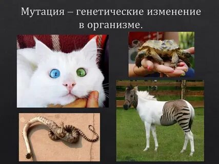 Свингерлермен үйдегі секс