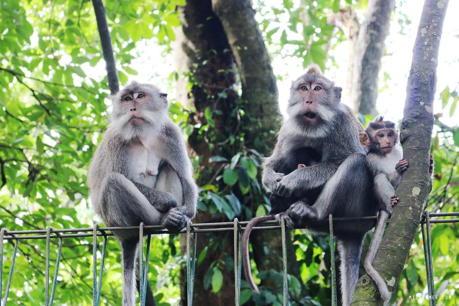 Лес обезьян бали. Лес обезьян (monkey forest). Лес обезьян бали. Остров бали лес обезьян. Лес обезьян бали.
