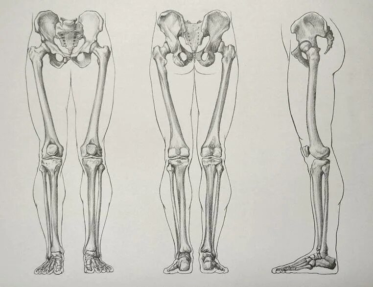 Нижние конечности бедро. Кости ног Баммес. Скелет нижней конечности Баммес. Баммес анатомия стопы. Анатомия кости референс ноги.