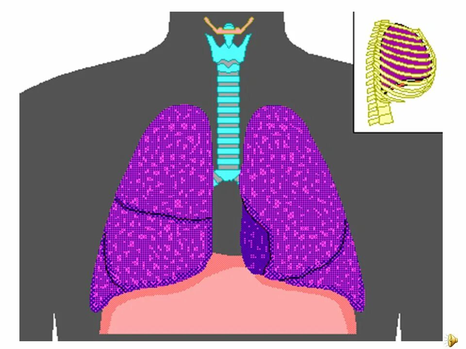 Дыхательная система диафрагма. Дыхание легкие. Дыхание анимация. Роль грудной клетки в процессе дыхания