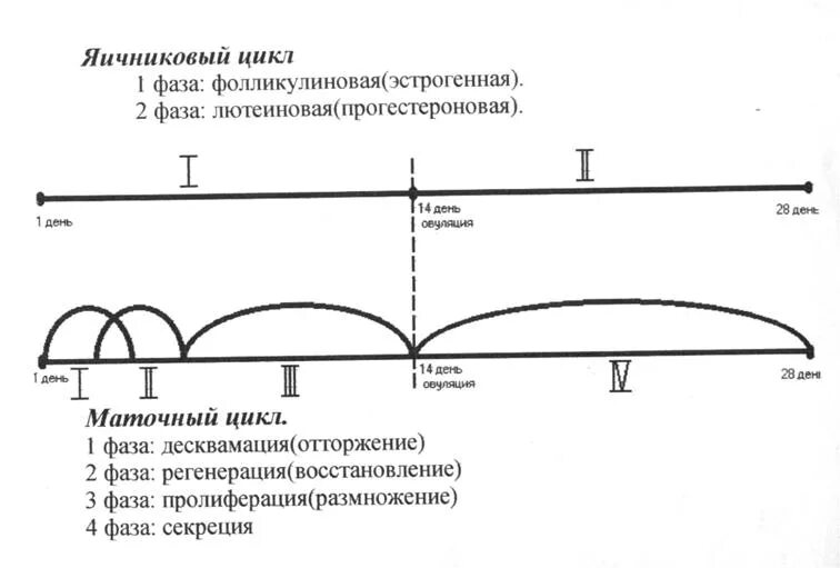 Маточный цикл фазы схема. Фазы яичникового цикла таблица. Маточный цикл 4 фазы. Фазы яичникового цикла схема. Разная длина цикла