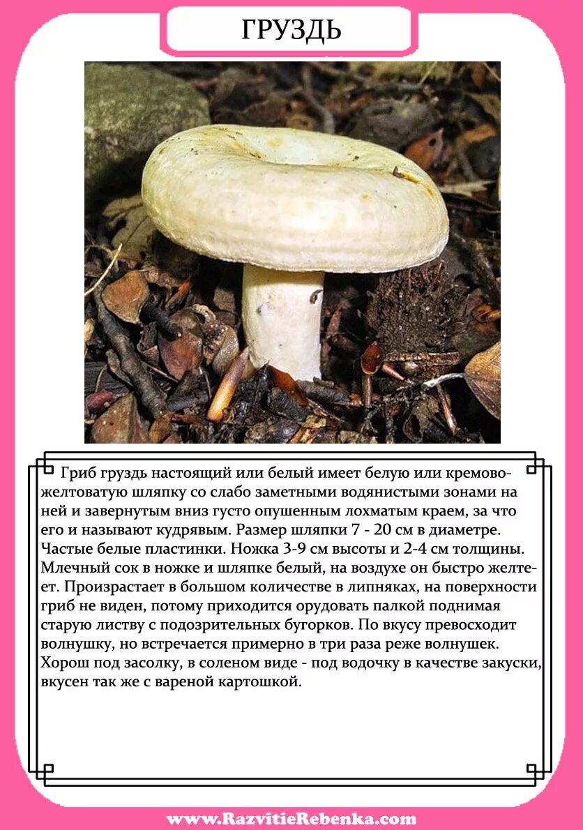 сообщение "грибы лисички" кубановедению. подосиновик гриб доклад 2 класс. грибы описание. доклад про гриб лисичка. краткое описание гриба лисички.