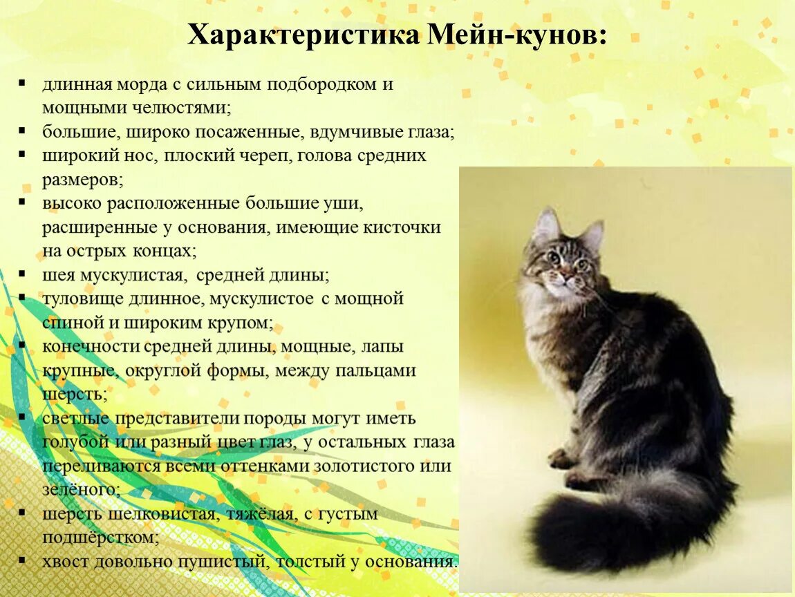 Кличка кота мейн. Мейн кун характеристика. Характеристика Мейн куна. Параметры Мейн куна. Черты характера Мейн-куна.