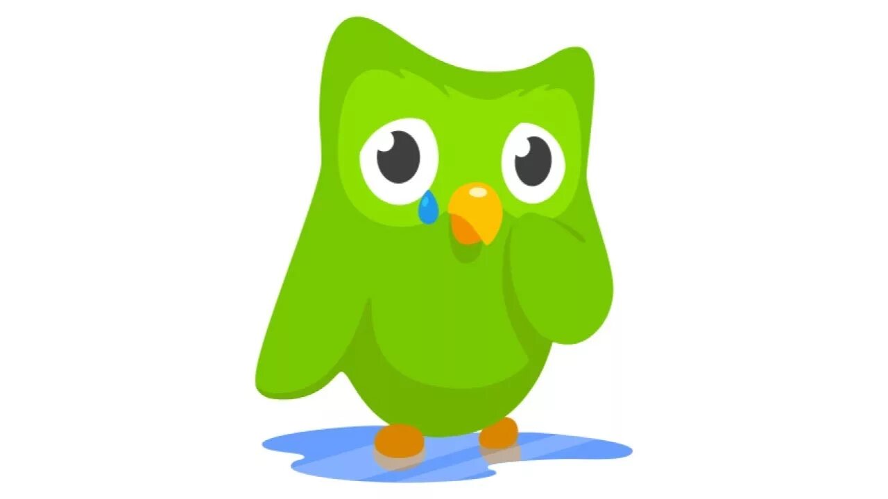 Https duolingo com. Duolingo птица. Duo из Duolingo. Совенок доулинго. Duolingo Сова.