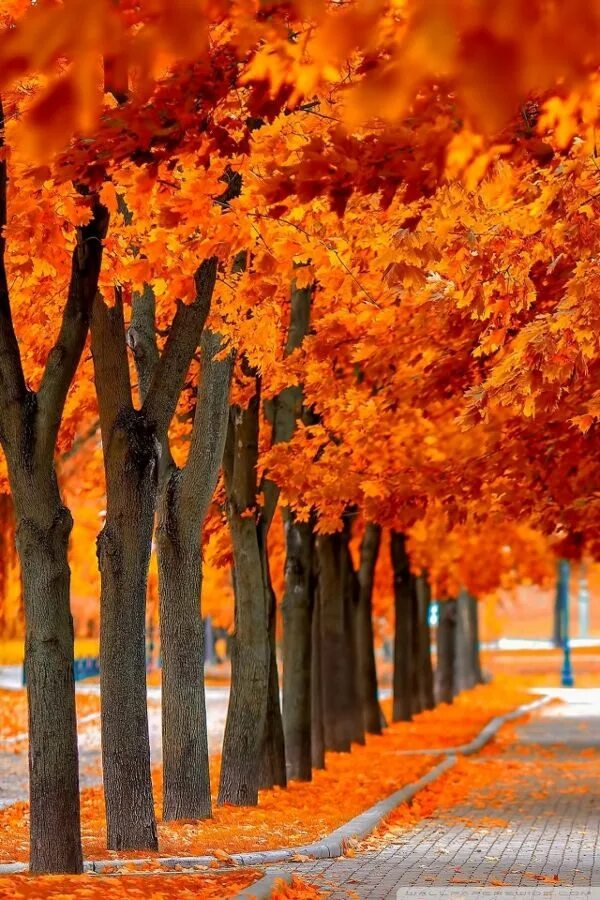 Пейзаж осени. Осенний фон. Оранжевая осень картинки. Клен autumn radiance. Осеннее дерево.