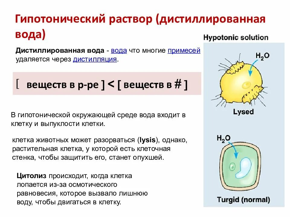 Гипотонический раствор. Гепатрияеский раствор. Гипотонические равтор. Гипотонические растворы в медицине. Клетки находятся в дистиллированной воде