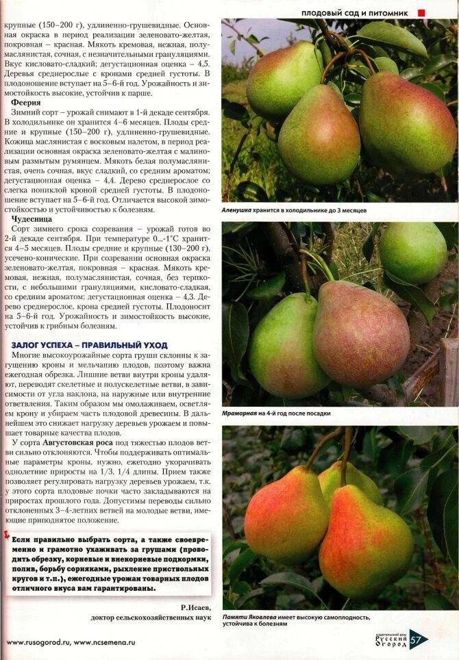 Груша обыкновенная Чижовская (осенняя) Купить в Москве по низкой цене