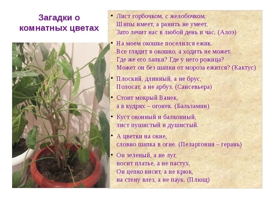 Загадки про комнатные растения. Загадки про комнатные растения. Загадки о комнатных растениях. Загадки про комнатные растения для дошкольников. Загадка про комнатные растения для детей.