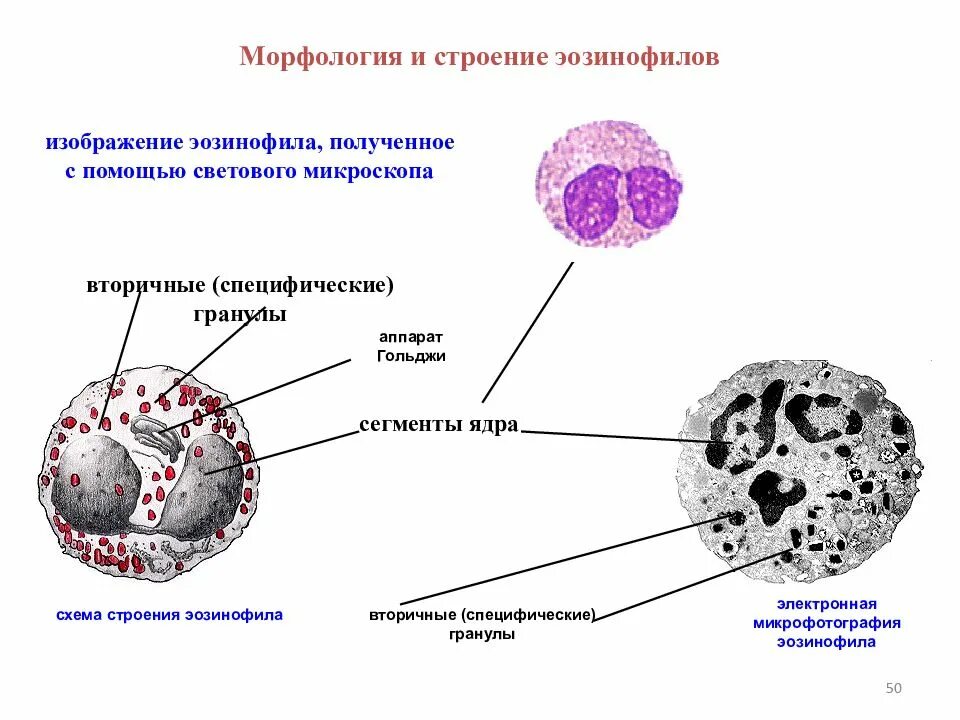 Эозинофильный лейкоцит строение. Эозинофилы функции гистология. Строение гранул эозинофилов. Строение эозинофильных лейкоцитов.