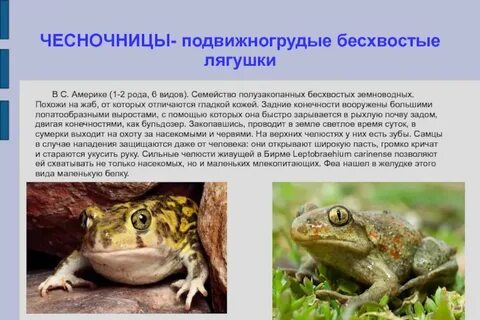 Класс земноводные интересные факты