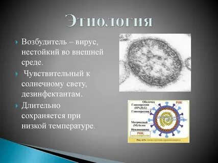 3 возбудитель кори