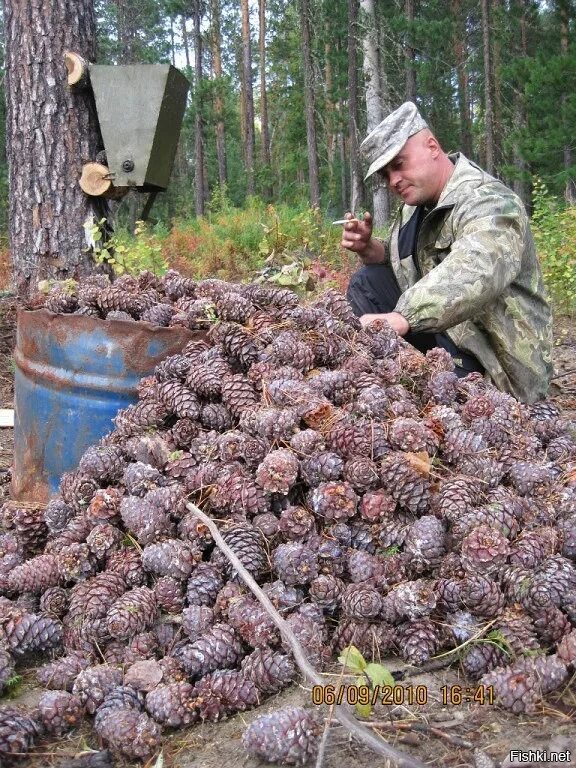 Как сделать колот. Кедр Сибирский орехи. Сибирский орех Кедровый орех. Кедровые шишки. Сбор шишек.