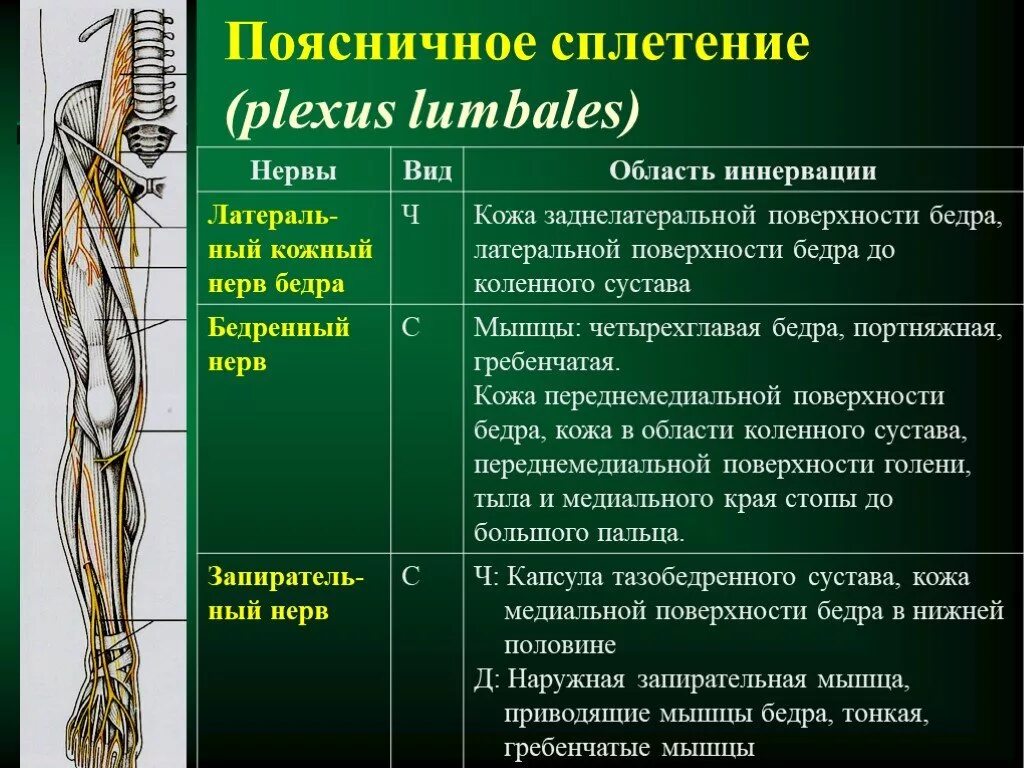 Приводящий нерв. Пояснично крестцовое сплетение. пояснично-крестцовое сплетение таблица. поясничное сплетение иннервация кожи. спинальные нервы пояснично сплетение.