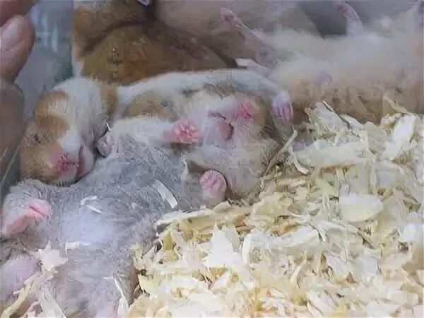 Хомяк в спячке