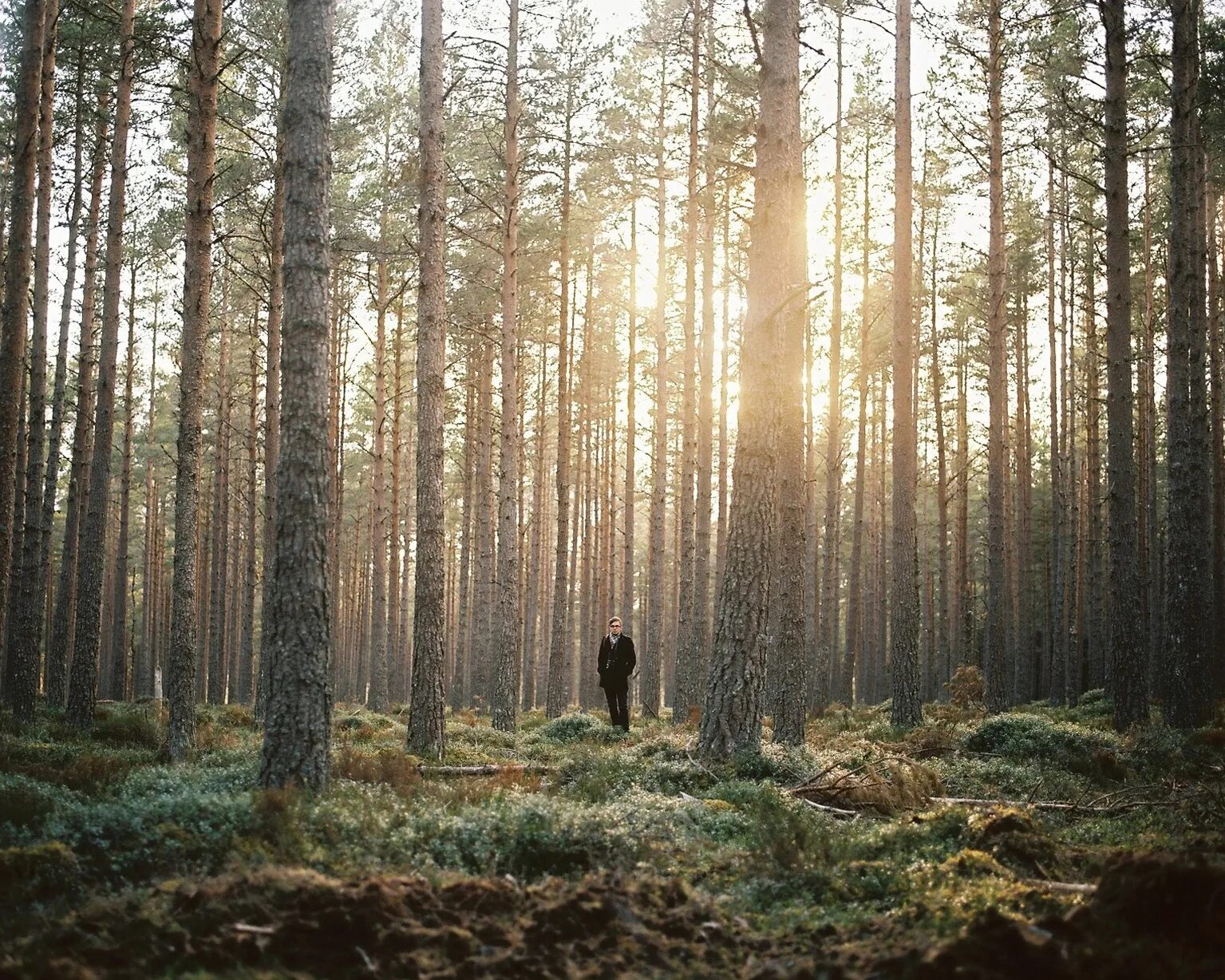 I see a forest
