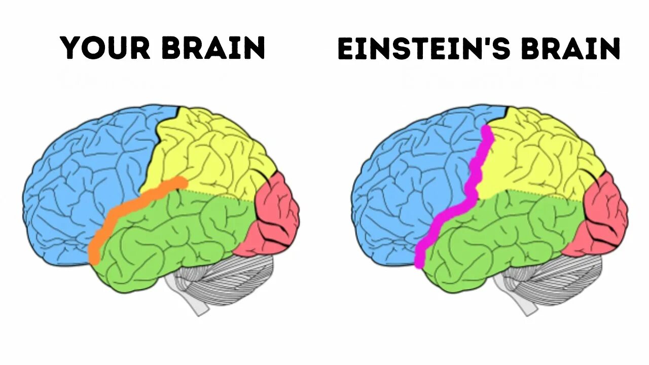 Brain vs brain. Мозг Эйнштейна. Мозг Эйнштейна и обычный. Головной мозг Эйнштейна.