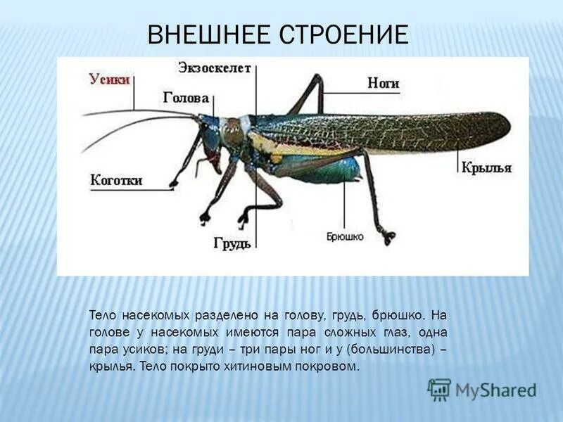 Насекомые имеют 3 отдела. Класс насекомые внешнее строение. Строение груди насекомых. Тело насекомых разделено на. Конечности на брюшке у насекомых.