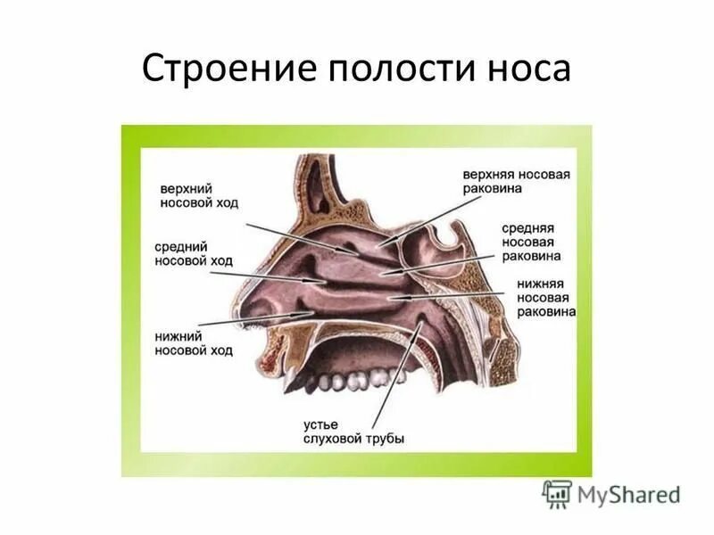 Болезни носа и придаточных