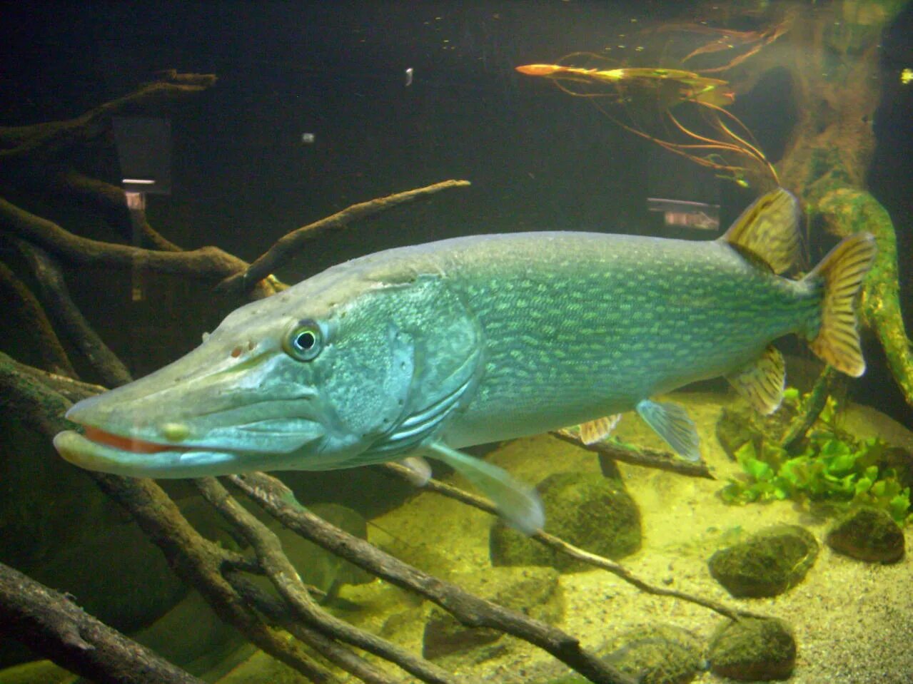 Щука Esox Lucius. Обыкновенная щука (Esox Lucius). Вид обыкновенная щука - Esox Lucius. Esox Lucius рыба.