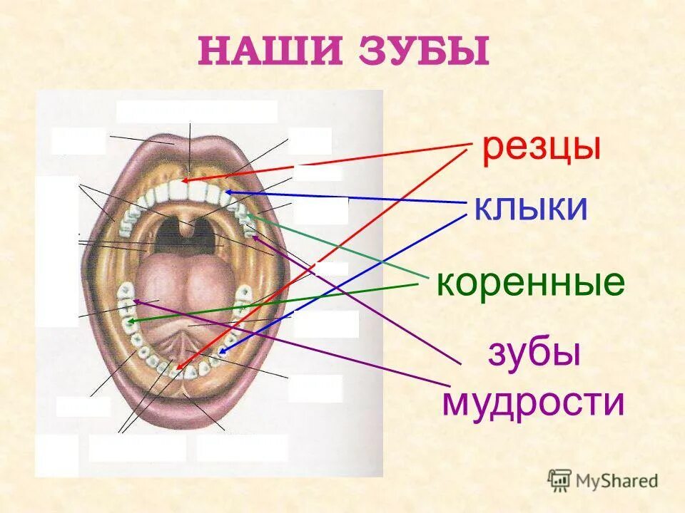 вестибулярная поверхность верхнего клыка. строение резца зуба. строение резца зуба. коренные зубы, резцы, резцы клыки. строение зубов резцы клыки.
