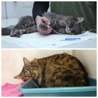 У кота отказала печень