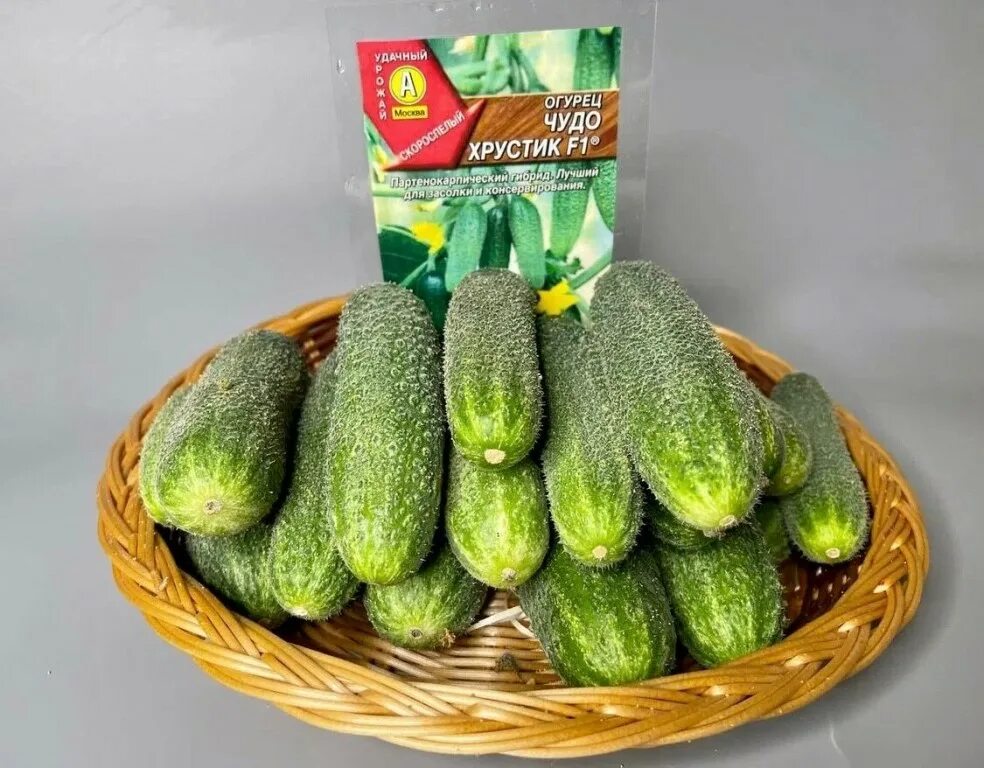 семена огурца чудо хрустик. огурец чудо хрустик f1. аэлита огурец чудо хрустик f1. огурец хрустик f1. огурец пучкофф f1 10шт аэлита.